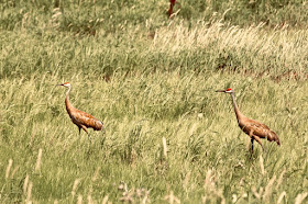 sandhill cranes in a marshy meadow