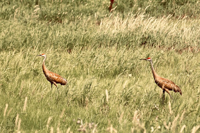 sandhill cranes in a marshy meadow