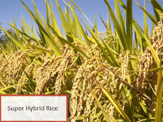 Super Hybrid Rice