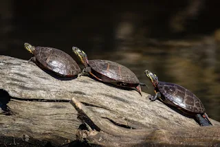 Turtles on a log