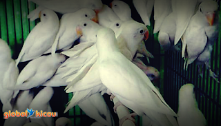 Tips Merawat Burung Jenis Lovebird Albino versi Om Ari Bagol