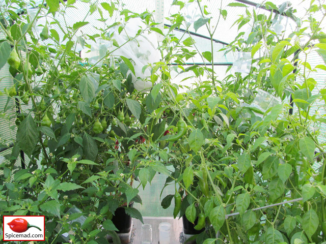 Chilli Plants in the Greenhouse - 19th August 2014