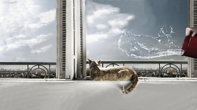 city life, domestic cat, splash, water wallpaper