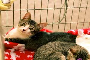 Kenapa Kucing Tidak Mau Tidur Di Kandang
