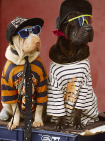 Dogs In Clothes