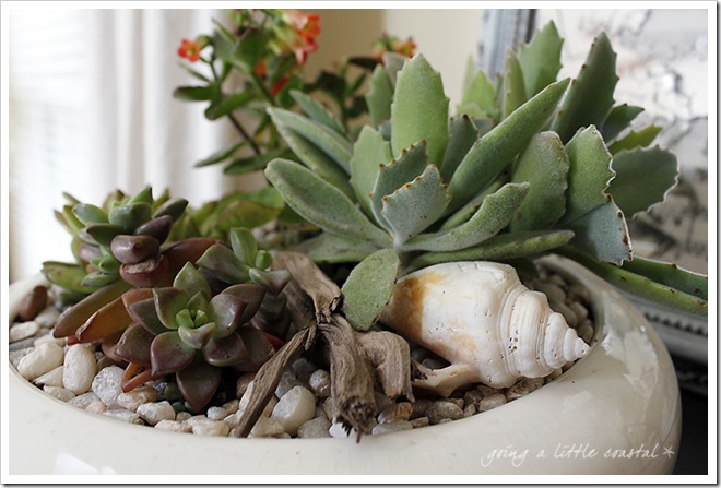 succulents2_edited-1