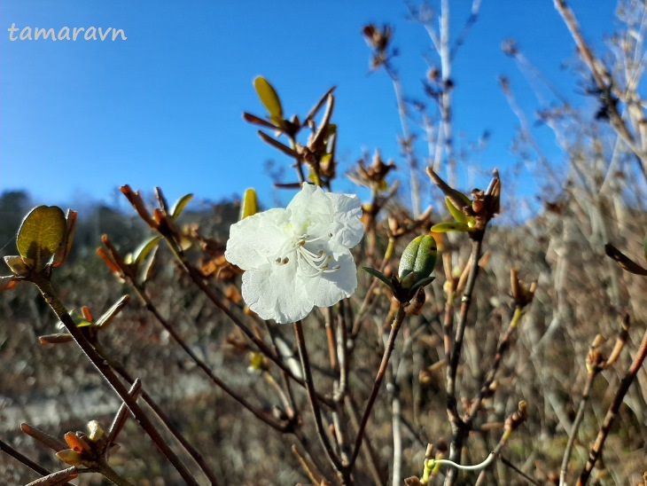 Рододендрон остроконечный (Rhododendron mucronulatum)