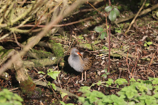 Grey and brown water rail on the ground. Surrounded by foliage.