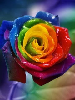 Rose wallpapers,(Rose photos,Rose pics,Rose pictures,Rose images,Rose day wallpapers,Flawers HD wallpaper)