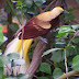 Cendrawasih The Beautiful Bird from Indonesia