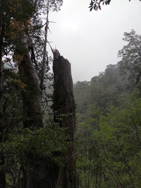 拉拉山國家森林遊樂區 - 雷劈神木