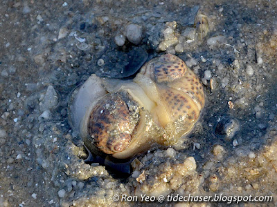 Tiger Moon Snail (Notocochlis tigrina)