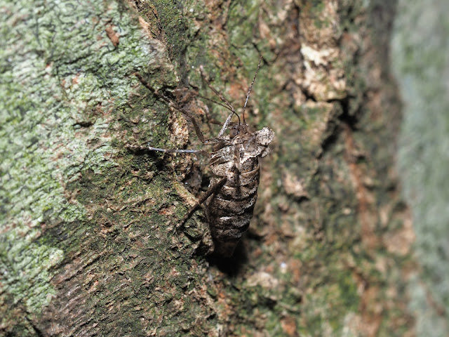 クロスジフユエダシャク　♀