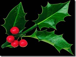 christmas-holly