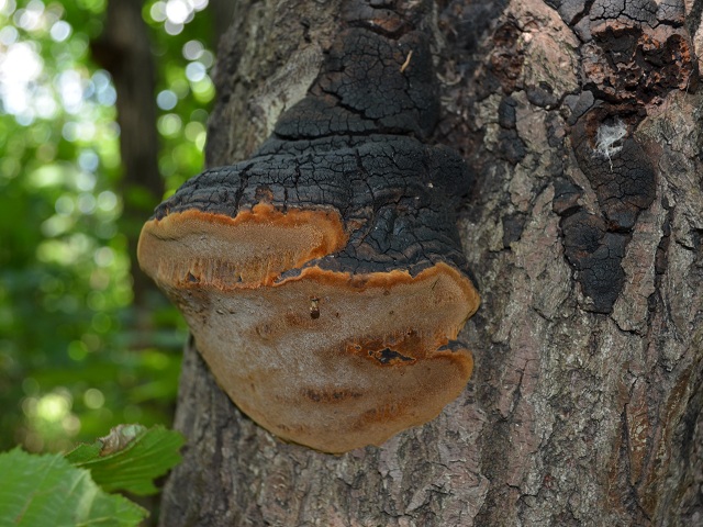 Phellinus igniarius