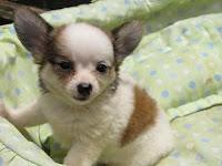 チワワ, 子犬, かわいいチワワ, 仔犬, ブリーダー, 直販売