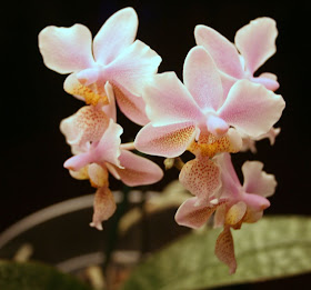 Focus on life: The beauty of flowers: The pink orchid :: All Pretty Things