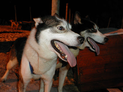 Alaskan Husky