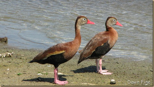 Padre Island birding_209