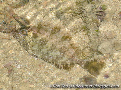 White-spotted Rabbitfish (Siganus canaliculatus)