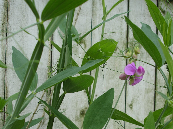 garden update: in bloom