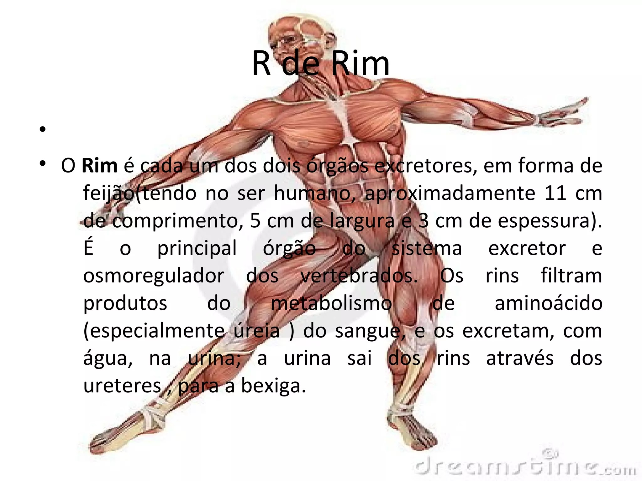 ALFABETO DO CORPO HUMANO