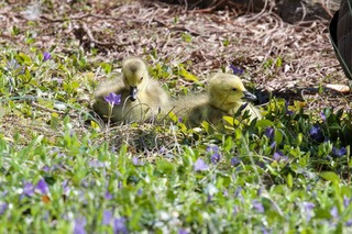 gosling in the grass