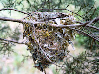 Birds Nest