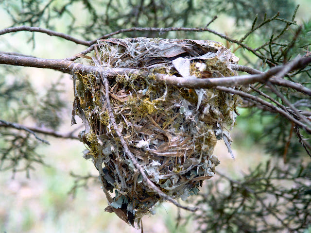 Birds Nest