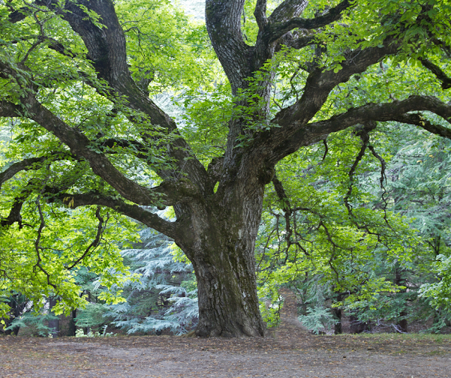 Savez-vous qui est votre arbre protecteur ?