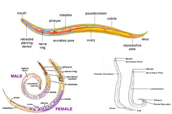 Phylum Platyhelminthes Nemathelminthes  dan Annelida 