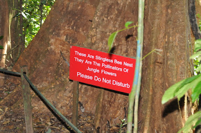 Stingless bee colony (Apidae, Meliponini)