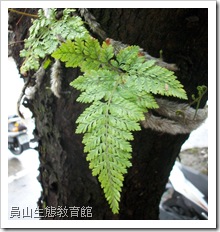 骨碎補