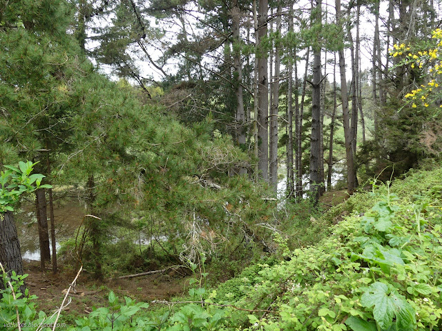 05: Sitka spruce on a slope below the trail