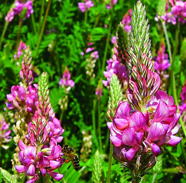 Sainfoin زهور الساينفون التي يستخلص منها العسل الابيض