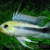 Ficha Apistogramma Maciliensis