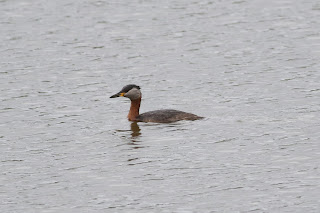 Red-necked Grebe