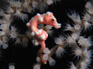 Sea Horse Wallpapers