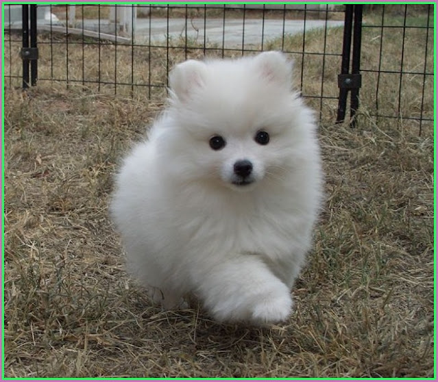 Toy American Eskimo Puppies For Sale In California