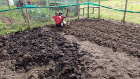 rotivating the allotment