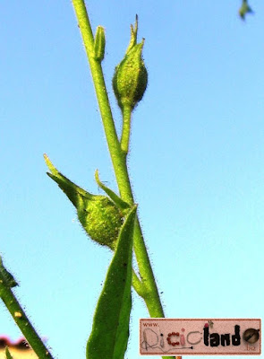fiore appassito (con semi) Nicotiana Riciclando