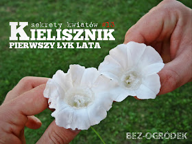 kielisznik zaroślowy biały powój