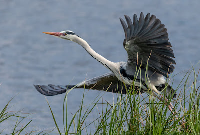 Grey Heron Taking Flight - Table Bay Nature Reserve, Woodbridge Island