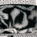 Pola Kucing Bengal Marble