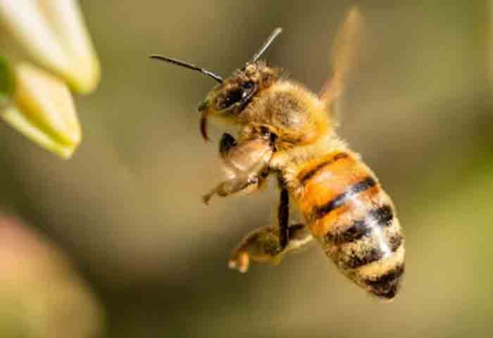 Kannur, News, Kerala, Bee Attack, Death, Kannur: Elderly man died after honey bee attack.