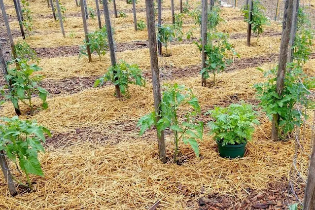 tomatoes-farming-in-kenya.