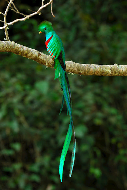 quetzal