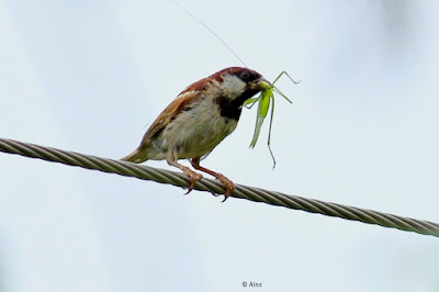 "House Sparrow, with a green grasshopper as prey."