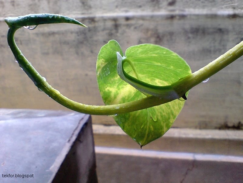 money plant picture. drops on the money plant.