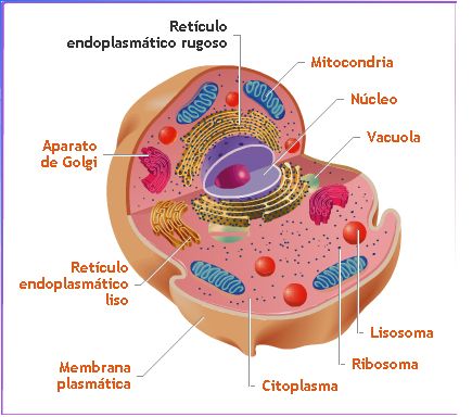 celula animal y sus partes. celula animal y sus partes